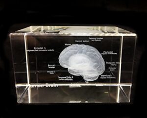 3d human brain anatomical model paperweight(laser etched) in crystal glass cube science gift (no included led base)(3.1x2x2 inch)