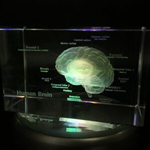 3D Human Brain Anatomical Model Paperweight(Laser Etched) in Crystal Glass Cube Science Gift (No Included LED Base)(3.1x2x2 inch)