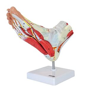 axis scientific anatomy model of foot with muscles, ligaments, nerves and arteries, 9 removable and numbered parts show internal foot detail and structure, study guide