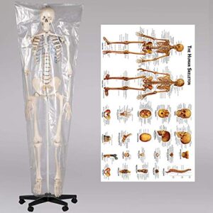 RONTEN Human Skeleton Model for Medical Study, 70.8" Life Size Medical Anatomical Skeleton, Including Adjustable Rolling Stand + Cover + Poster