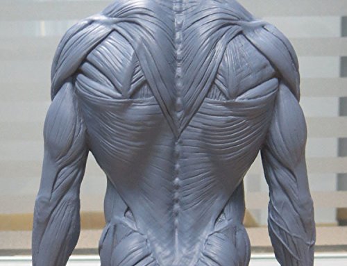 NSKI 1:6 30cm Resin Human Skeleton Anatomical Model Anatomy Skull Sculpture Head Body Muscle