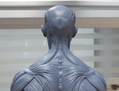 NSKI 1:6 30cm Resin Human Skeleton Anatomical Model Anatomy Skull Sculpture Head Body Muscle