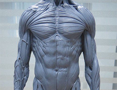 NSKI 1:6 30cm Resin Human Skeleton Anatomical Model Anatomy Skull Sculpture Head Body Muscle