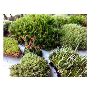 tin roof treasure super fairy garden assortment moss and lichen for terrarium, 6"x9" bag