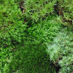 Tin Roof Treasure Super Fairy Garden Assortment Moss and Lichen for Terrarium, 6"x9" Bag
