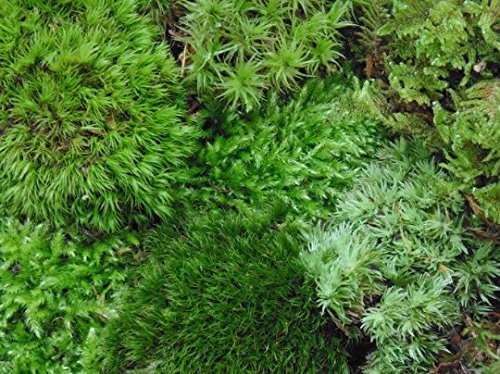 Tin Roof Treasure Super Fairy Garden Assortment Moss and Lichen for Terrarium, 6"x9" Bag