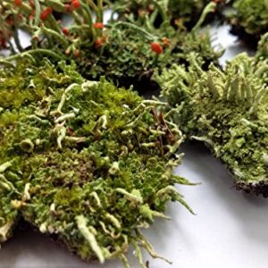 Tin Roof Treasure Super Fairy Garden Assortment Moss and Lichen for Terrarium, 6"x9" Bag