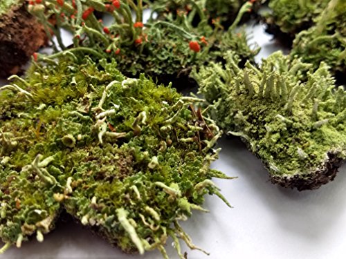 Tin Roof Treasure Super Fairy Garden Assortment Moss and Lichen for Terrarium, 6"x9" Bag