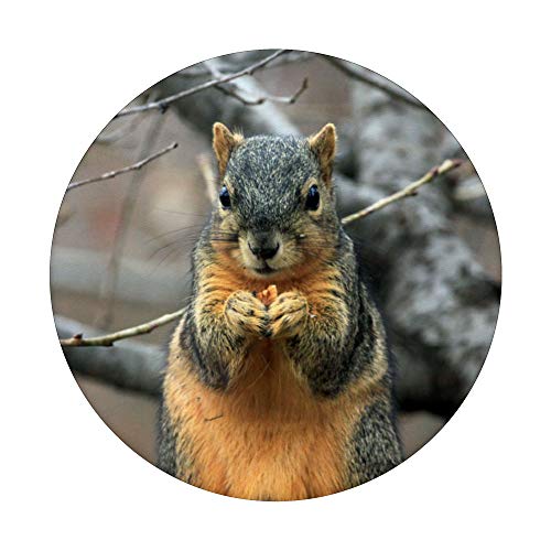 Cute Squirrel Eating Nuts Animal Lover Gift PopSockets Grip and Stand for Phones and Tablets