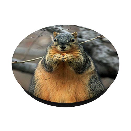 Cute Squirrel Eating Nuts Animal Lover Gift PopSockets Grip and Stand for Phones and Tablets