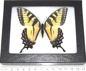 bicbugs papilio glaucus female real framed butterfly black blue yellow