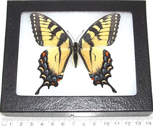 BicBugs Papilio Glaucus Female Real Framed Butterfly Black Blue Yellow