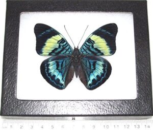 bicbugs panacea prola real framed butterfly blue green peru