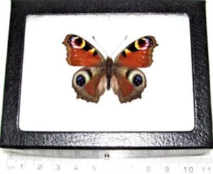 bicbugs inachis io real framed butterfly red purple blue buckeye europe