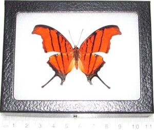 bicbugs marpesia petreus real framed butterfly red orange daggerwing peru