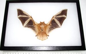 bicbugs kerivoula picta real framed preserved mummified fire bat wings spread 12in x 8in frame!