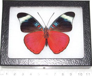 bicbugs panacea prola verso real framed butterfly red peru