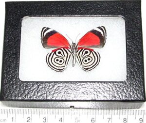 bicbugs diaethria clymena verso real framed butterfly red white 88 ocho ocho verso peru