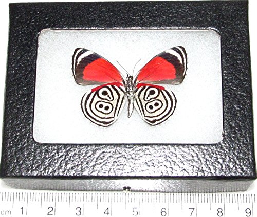 BicBugs Diaethria clymena Verso Real Framed Butterfly RED White 88 OCHO OCHO Verso Peru