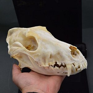 hot dog skull taxidermy supplies art bone vet medicine 1:1