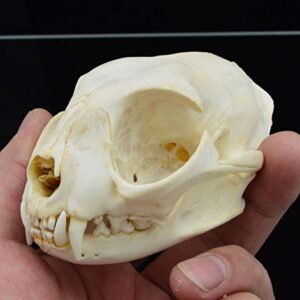 Hot Raccoon Skull Taxidermy Supplies Art Bone Vet Medicine 1:1 Lucky Cat