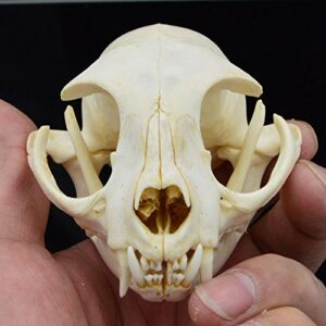hot raccoon skull taxidermy supplies art bone vet medicine 1:1 lucky cat