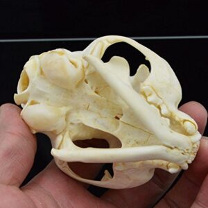 Hot Raccoon Skull Taxidermy Supplies Art Bone Vet Medicine 1:1 Lucky Cat