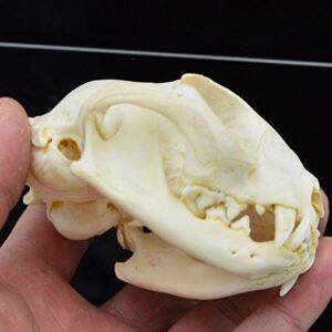 Hot Raccoon Skull Taxidermy Supplies Art Bone Vet Medicine 1:1 Lucky Cat