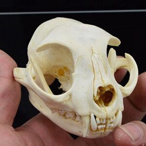 Hot Raccoon Skull Taxidermy Supplies Art Bone Vet Medicine 1:1 Lucky Cat