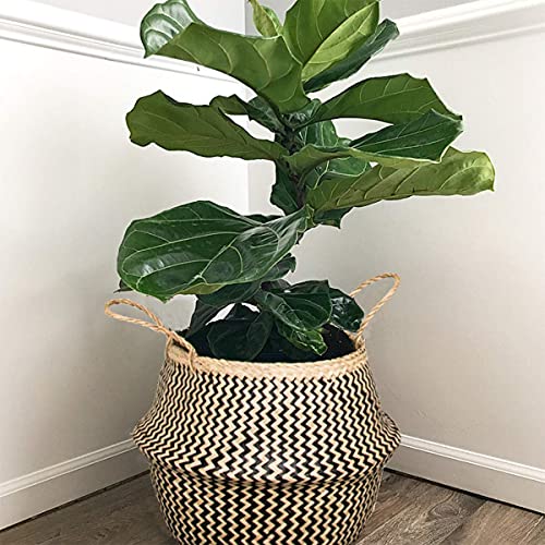 Natural Craft Seagrass Plant Basket for Storage Size (14x14x13 inches) - Style: Black Zigzag, Laundry, Picnic - Plant Pots Cover Indoor Home Decor - Hand Woven Straw Beach Bag with Handles M