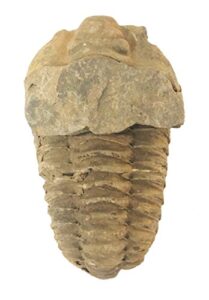 authentic mid-grade calymine trilobite fossil specimen - 2-3 inches