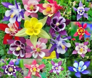 200+ columbine mckana giants flower seeds, perennial, aquilegia caerulea, colorful, attracts bees and hummingbirds! from usa