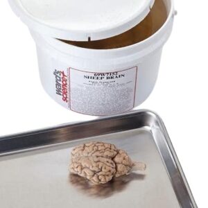 470000-816 - pail of 10 sheep brains for general dissection or classroom dissection kit - pack of 10 formalin preserved sheep brains for dissecting