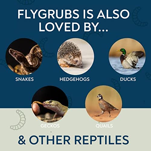 FLYGRUBS Superior to Dried Mealworms for Chickens (5lb) - 85X More Calcium Than Live mealworms - Non-GMO Chicken Feed - BSFL Treats for Hens, Ducks, Turkeys, Wild Birds, Turtles, Quails