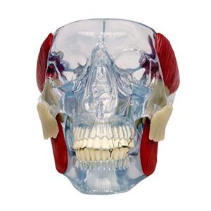 GPI Anatomicals - Temporomandibular Joint (TMJ) Model, Replica with Pathologies for Human Anatomy and Physiology Education, Anatomy Model for Doctor's Offices and Classrooms, Medical Study Supplies