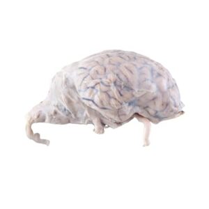470222-808 - pure preserved sheep brains with dura matter - pure preserved„ brains - pack of 10