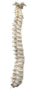 47pc disarticulated human spine model - individual axial skeleton bones: vertebrae & intervertebral discs - life sized - medical quality for chiropractors - eisco labs