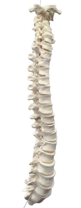 47pc Disarticulated Human Spine Model - Individual Axial Skeleton Bones: Vertebrae & Intervertebral Discs - Life Sized - Medical Quality for Chiropractors - Eisco Labs