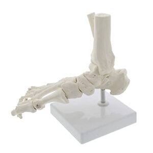 monmed medical models life size foot and ankle model – anatomical foot model, skeleton bones, human skeleton model