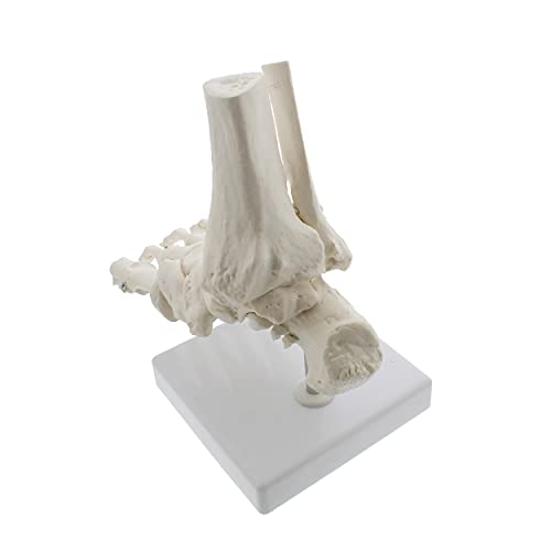 MonMed Medical Models Life Size Foot and Ankle Model – Anatomical Foot Model, Skeleton Bones, Human Skeleton Model