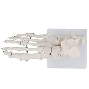 MonMed Medical Models Life Size Foot and Ankle Model – Anatomical Foot Model, Skeleton Bones, Human Skeleton Model