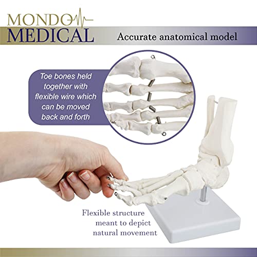 MonMed Medical Models Life Size Foot and Ankle Model – Anatomical Foot Model, Skeleton Bones, Human Skeleton Model