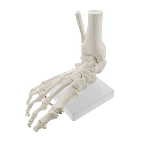 MonMed Medical Models Life Size Foot and Ankle Model – Anatomical Foot Model, Skeleton Bones, Human Skeleton Model