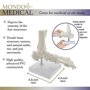 MonMed Medical Models Life Size Foot and Ankle Model – Anatomical Foot Model, Skeleton Bones, Human Skeleton Model