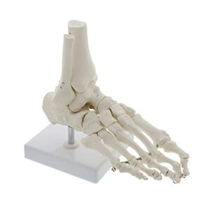 MonMed Medical Models Life Size Foot and Ankle Model – Anatomical Foot Model, Skeleton Bones, Human Skeleton Model