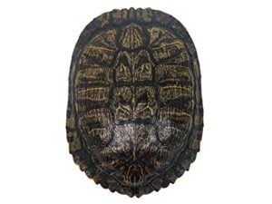7-8" red ear turtle shell (227gs-0708) 10ub