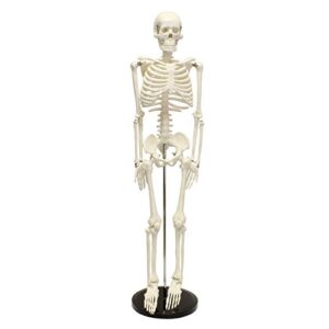monmed medical skeleton model, 33.5in small human figure for anatomy, art, halloween