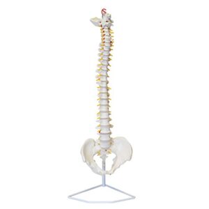 monmed life size vertebral column model with spinal nerves, skull base, and pelvis – flexible spine model with stand