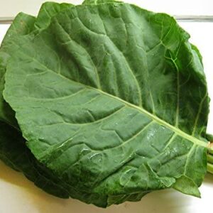 100+ Giant Collard Georgia Southern Seeds Herb Collards Heirloom Non-GMO from USA