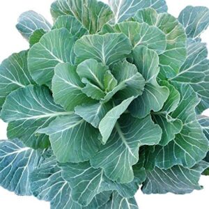 100+ Giant Collard Georgia Southern Seeds Herb Collards Heirloom Non-GMO from USA